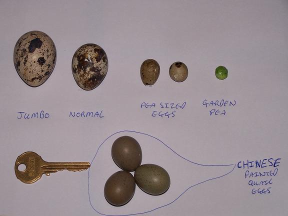 quail egg sizes